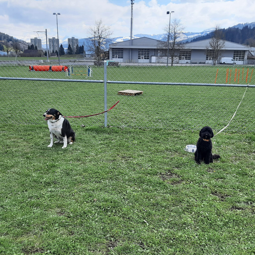 Spiel und Spass mit dem Hund